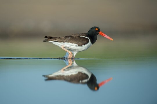 American oystercatcher perched at the shore and reflecting on the water