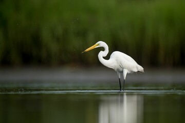 Beautiful shot of an Eastern great egret