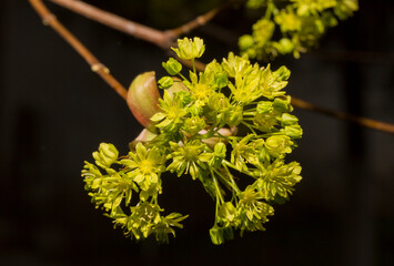 Green flowers of the maple on the branches of the tree. Black background.