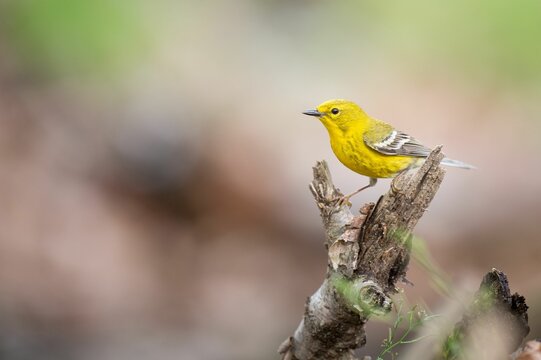 Beautiful shot of a pine warbler