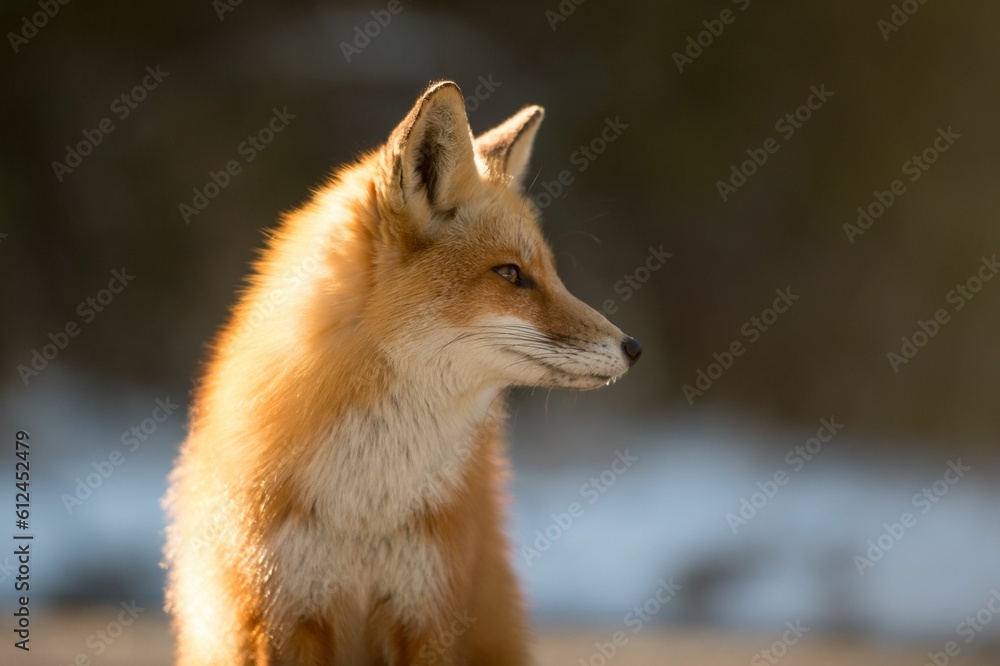 Sticker Beautiful shot of a Korean fox