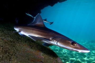 Tiburones Cazón refugiados en cueva en aguas Canarias