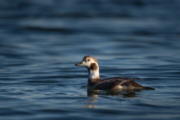 Long-tailed duck swimming on the lake water