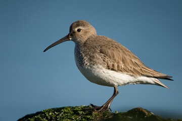 Closeup of a dunlin against a clear blue sky.