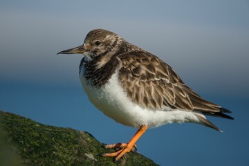 Closeup of a ruddy turnstone against a blue sky.