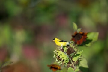 Yellow American goldfinch perched on the green plant
