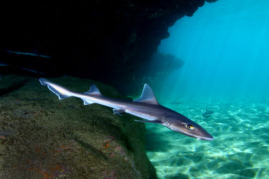 Tibur&oacute;n Caz&oacute;n refugiado en cueva en aguas Canarias