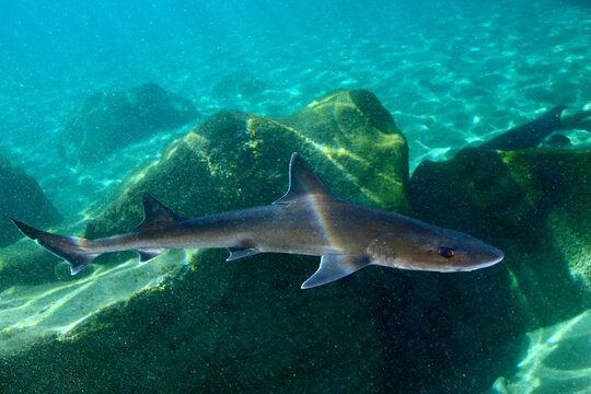 Tiburón cazón nadando en aguas de Canarias