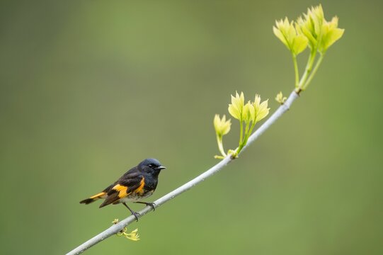 Small American redstart perched on the tree branch