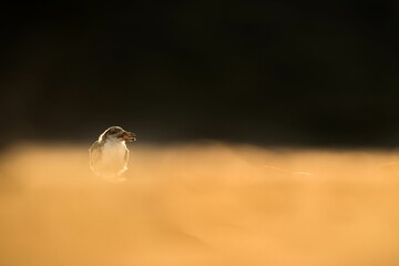 Closeup shot of a black skimmer bird