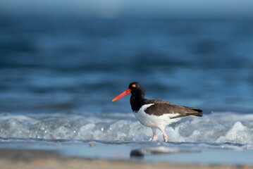 Closeup shot of an American Oystercatcher bird