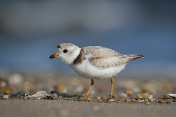 Closeup shot of a Piping Plover bird