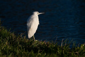 Closeup of Snowy Egret bird perched on grassland near a body of water