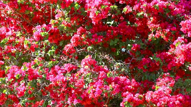 Pink Ip&ecirc; from the Brazilian cerrado in panoramic video, swaying in a gentle wind.Bras&iacute;lia DF