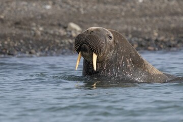 Naklejka premium Sea lion swimming in the water in Svalbard, Norway