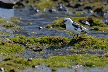 Wild bird on the mossy coast in Svalbard, Norway