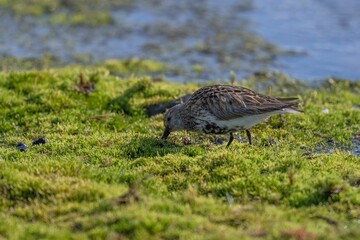 Wild bird on the mossy coast in Svalbard, Norway