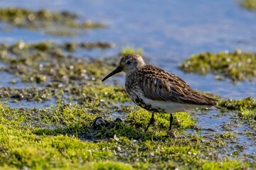 Wild bird on the mossy coast in Svalbard, Norway