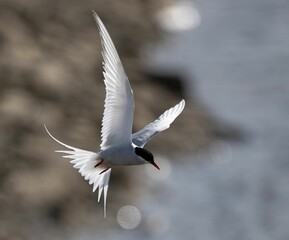 Closeup shot of an Arctic tern in flight