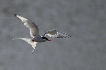 Closeup shot of an Arctic tern in flight