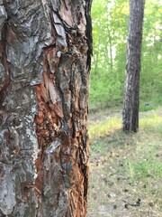 bark of a tree