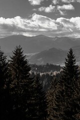 Monochrome shot of the autumn mountain landscape with forest trees