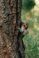 yucatan baby squirrel peek behind the birch trunk, springtime, mexico