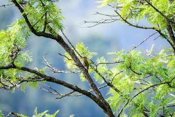 Juvenile European green woodpecker on a tree branch with green foliage. Picus viridis.