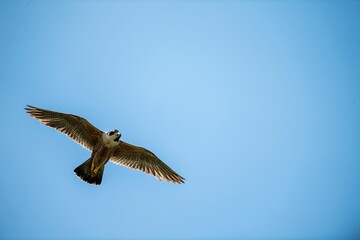 Majestic peregrine falcon soaring through the blue sky.