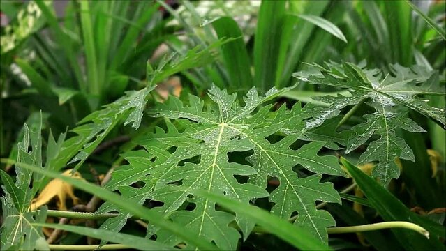 Close-up shot of papaya tree leaves with rain droplets
