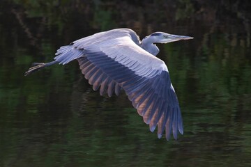 Selective of a great blue heron (Ardea herodias) in flight over the lake