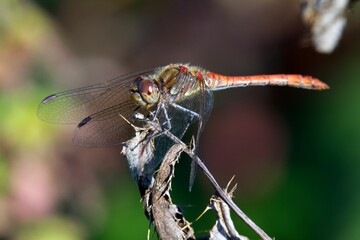 Selective focus of a dragonfly standing on a flower with blurred background