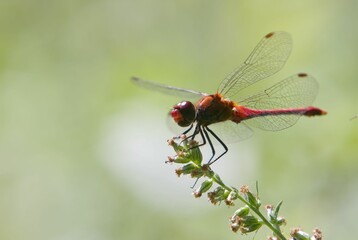 Macro shot of a ruddy darter on a plant