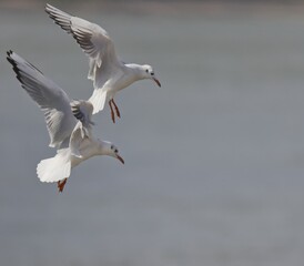 Seagulls in flight against a gray background