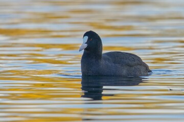 Eurasian coot swimming on a pond with orange and blue colors reflected in the water