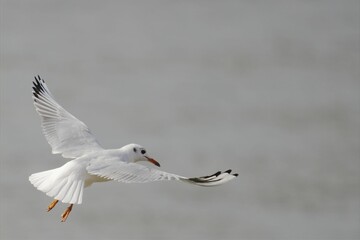 Seagull flying against a gray background