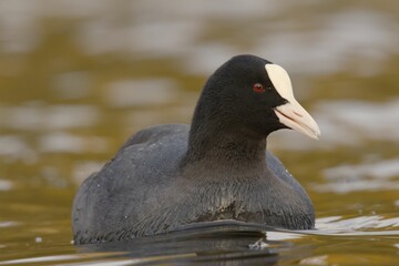Closeup shot of a Eurasian coot swimming on a pond