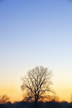 Vertical shot of silhouetted trees against a sunset sky in Siegaue, Germany