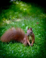 Closeup of a cute squirrel on the ground