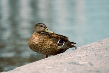 Closeup shot of a brown mallard duck perched on the shore of a lake