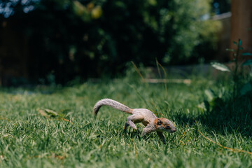 A cute adorable baby squirrel on the grass