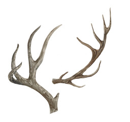 deer horns isolated on white background