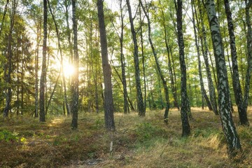 Scenic view of forest trees with sunlight in background