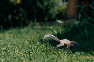 A cute adorable baby squirrel on the grass