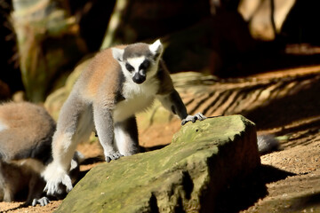 lemur de cola anillada 