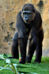 Gorila occidental de llanura (Gorilla gorilla gorilla)