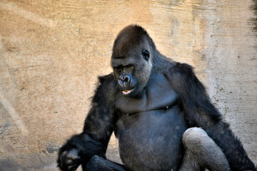 Gorila occidental de llanura (Gorilla gorilla gorilla)