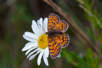 Mariposa naranja sobre flor margarita blanca y amarilla