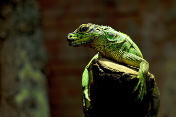 Camaleón pantera (Furcifer pardalis) © JOSE ANTONIO