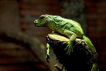 Camaleón pantera (Furcifer pardalis) © JOSE ANTONIO